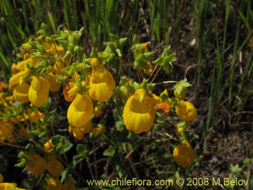 Calceolaria corymbosa ssp. corymbosa的照片