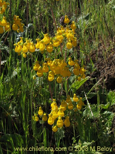 Bild von Calceolaria corymbosa ssp. corymbosa (). Klicken Sie, um den Ausschnitt zu vergrössern.