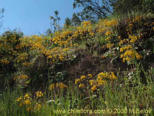 Bild von Calceolaria corymbosa ssp. corymbosa (). Klicken Sie, um den Ausschnitt zu vergrössern.