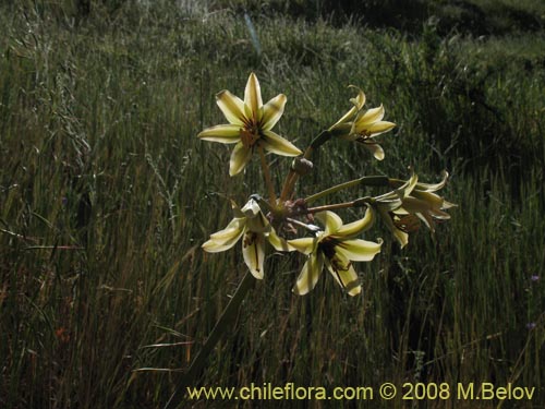 Imágen de Placea ornata (). Haga un clic para aumentar parte de imágen.