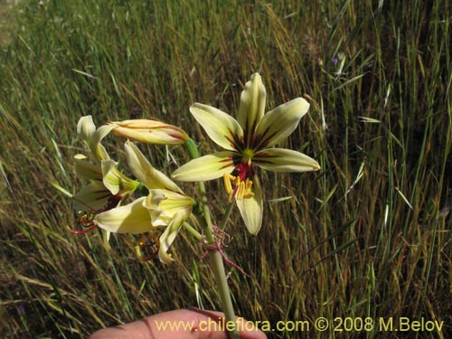 Imágen de Placea ornata (). Haga un clic para aumentar parte de imágen.