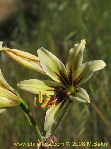 Imágen de Placea ornata (). Haga un clic para aumentar parte de imágen.