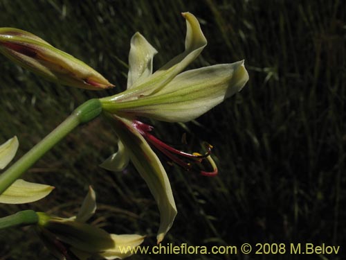 Imágen de Placea ornata (). Haga un clic para aumentar parte de imágen.