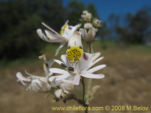 Image of Schizanthus tricolor (). Click to enlarge parts of image.