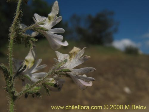 Schizanthus tricolor의 사진