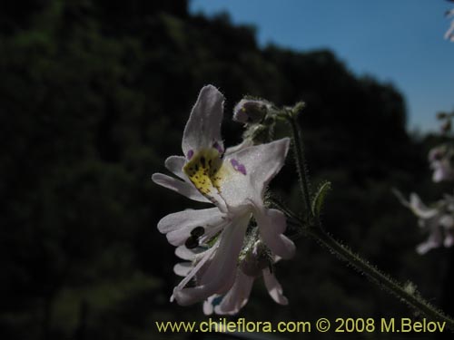 Фотография Schizanthus tricolor (). Щелкните, чтобы увеличить вырез.