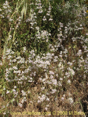 Schizanthus tricolor의 사진