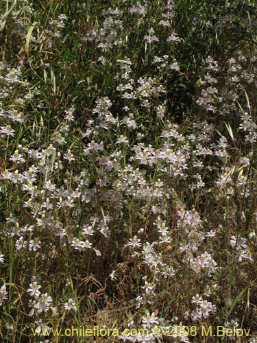 Image of Schizanthus tricolor (). Click to enlarge parts of image.