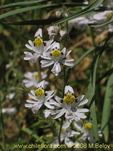 Schizanthus tricolor의 사진