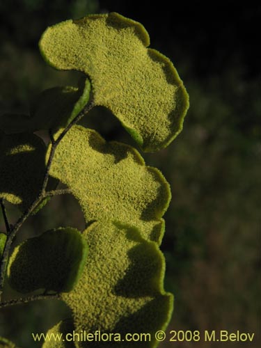 Bild von Adiantum sulphureum (). Klicken Sie, um den Ausschnitt zu vergrössern.