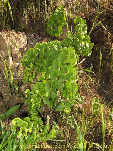 Bild von Adiantum sulphureum (). Klicken Sie, um den Ausschnitt zu vergrössern.