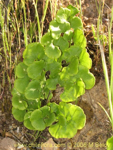 Image of Adiantum sulphureum (). Click to enlarge parts of image.