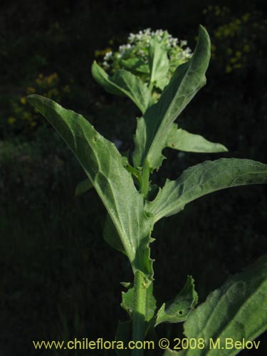 Imágen de Planta no identificada sp. #1404 (). Haga un clic para aumentar parte de imágen.