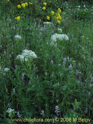 Image of Unidentified Plant sp. #1404 (). Click to enlarge parts of image.