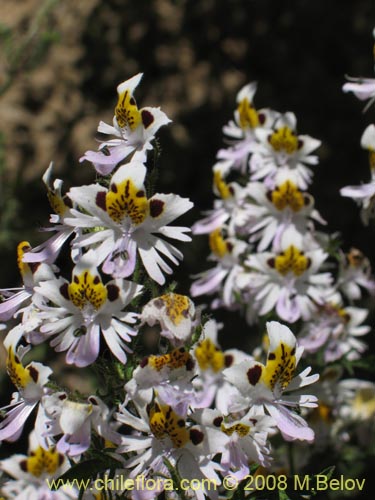 Фотография Schizanthus tricolor (). Щелкните, чтобы увеличить вырез.