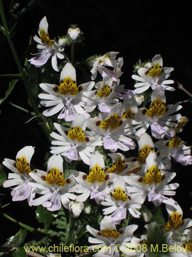 Schizanthus tricolor의 사진