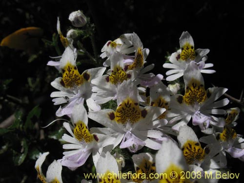 Image of Schizanthus tricolor (). Click to enlarge parts of image.