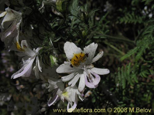 Фотография Schizanthus tricolor (). Щелкните, чтобы увеличить вырез.