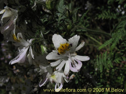 Image of Schizanthus tricolor (). Click to enlarge parts of image.