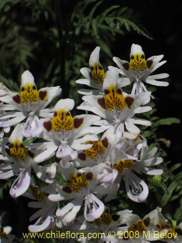 Image of Schizanthus tricolor (). Click to enlarge parts of image.