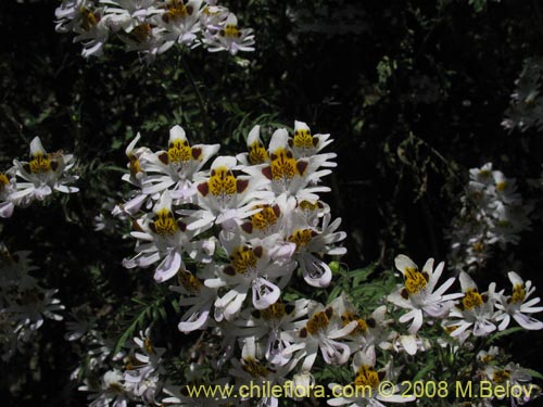 Schizanthus tricolor의 사진