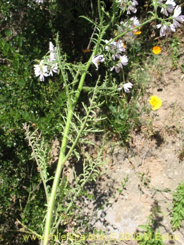 Image of Schizanthus tricolor (). Click to enlarge parts of image.