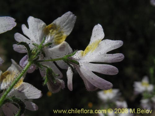 Image of Schizanthus tricolor (). Click to enlarge parts of image.