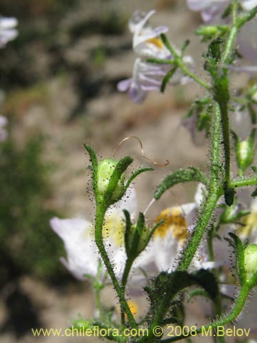 Bild von Schizanthus tricolor (). Klicken Sie, um den Ausschnitt zu vergrössern.