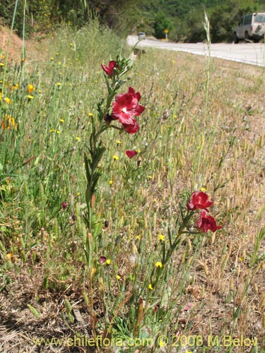 Фотография Clarkia tenella (Sangre de toro / Inutil / Huasita). Щелкните, чтобы увеличить вырез.