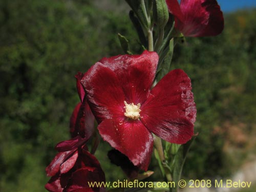 Фотография Clarkia tenella (Sangre de toro / Inutil / Huasita). Щелкните, чтобы увеличить вырез.