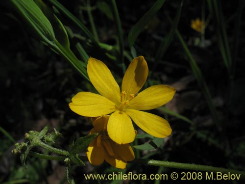 Image of Sisyrinchium graminifolium (). Click to enlarge parts of image.