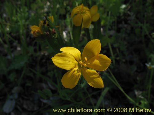 Image of Sisyrinchium graminifolium (). Click to enlarge parts of image.