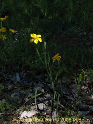 Image of Sisyrinchium graminifolium (). Click to enlarge parts of image.