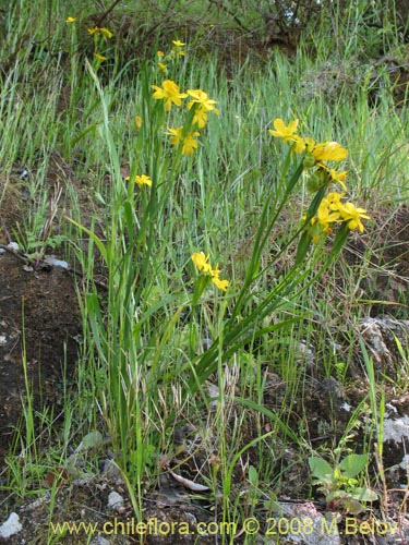 Image of Sisyrinchium graminifolium (). Click to enlarge parts of image.