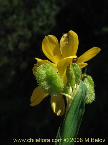 Bild von Sisyrinchium graminifolium (). Klicken Sie, um den Ausschnitt zu vergrössern.