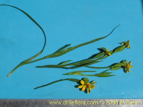 Image of Sisyrinchium graminifolium (). Click to enlarge parts of image.