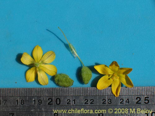 Imágen de Sisyrinchium graminifolium (). Haga un clic para aumentar parte de imágen.