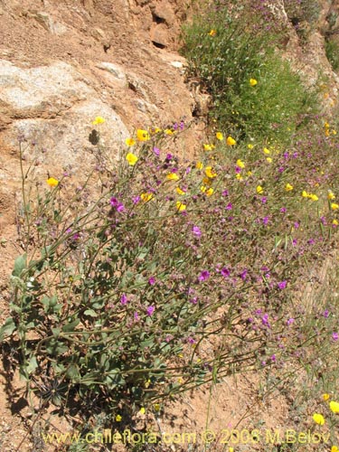 Imágen de Mirabilis sp. #2336 (). Haga un clic para aumentar parte de imágen.