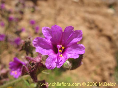 Image of Mirabilis sp.   #2336 (). Click to enlarge parts of image.