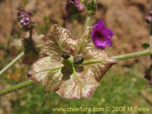 Mirabilis sp. #2336の写真