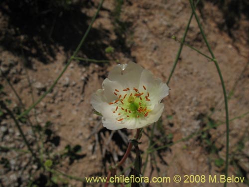 Bild von Cistanthe grandiflora var. white (). Klicken Sie, um den Ausschnitt zu vergrössern.