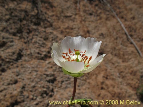 Фотография Cistanthe grandiflora var. white (). Щелкните, чтобы увеличить вырез.