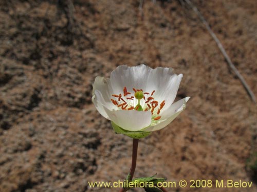 Imágen de Cistanthe grandiflora var. white (). Haga un clic para aumentar parte de imágen.