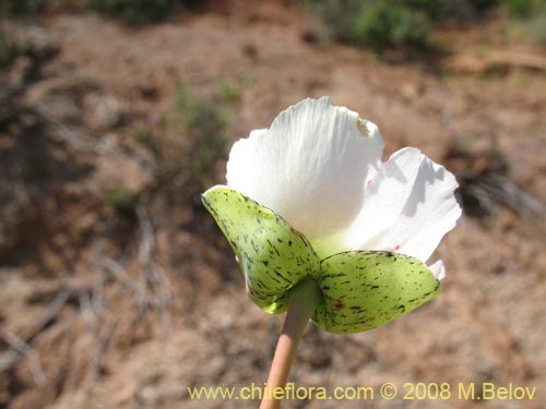 Image of Cistanthe grandiflora var. white (). Click to enlarge parts of image.