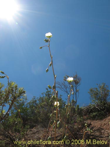 Image of Cistanthe grandiflora var. white (). Click to enlarge parts of image.