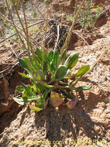 Cistanthe grandiflora var. whiteの写真