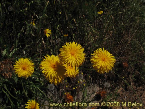 Asteraceae sp. #Z 8034の写真