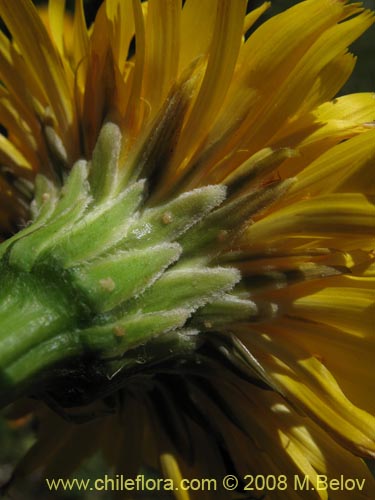 Asteraceae sp. #Z 8034의 사진