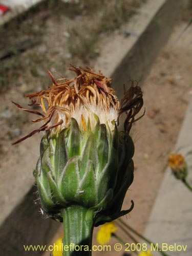 Imágen de Asteraceae sp. #Z 8034 (). Haga un clic para aumentar parte de imágen.