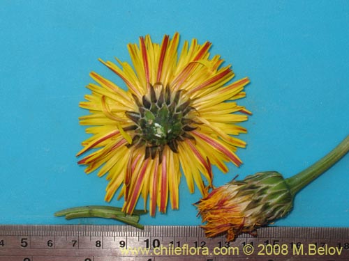 Asteraceae sp. #Z 8034の写真
